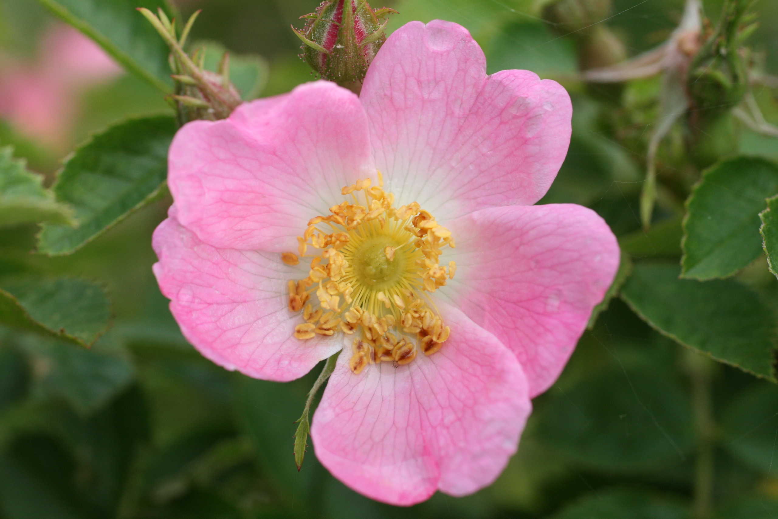 Rosa roze roos